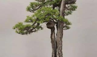 关于松树的古诗词 关于松树的诗句
